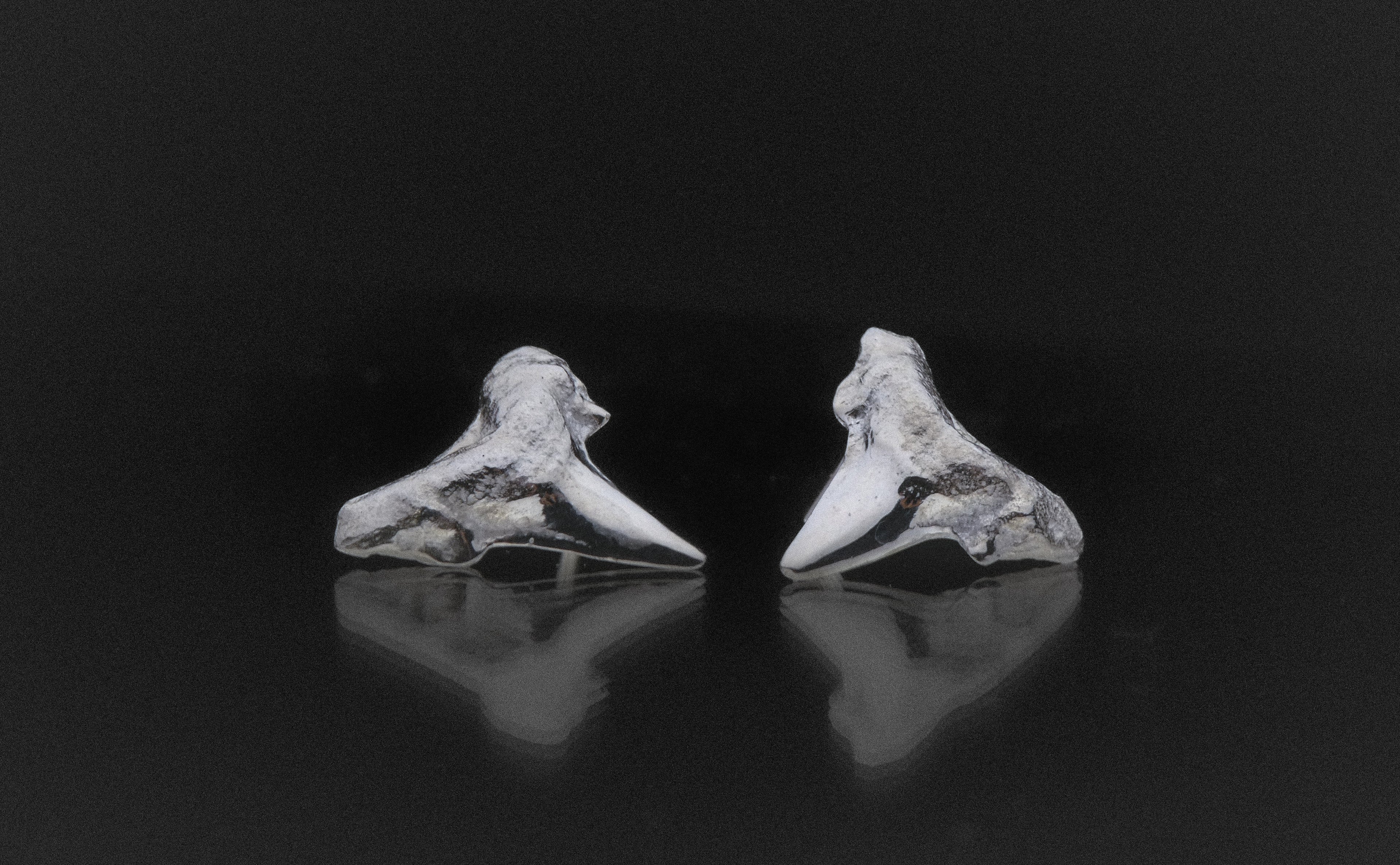 pair of silver shark tooth earrings on a dark background