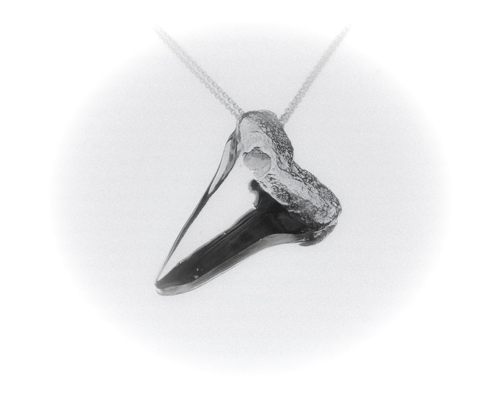 Shark tooth pendant on a white background