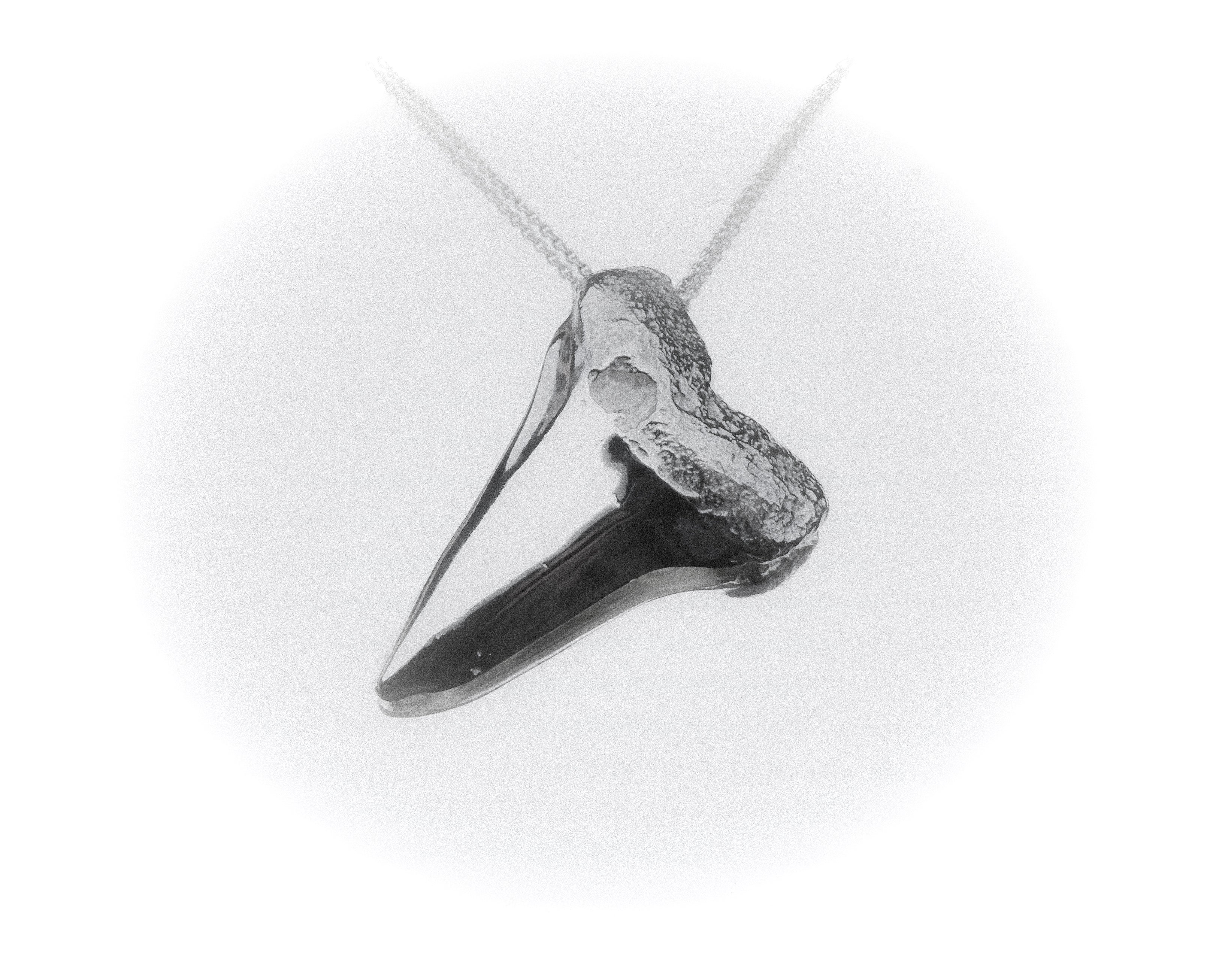 Shark tooth pendant on a white background